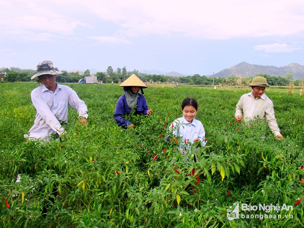 Nghệ An hỗ trợ 17 tỷ đồng mỗi năm cho liên kết sản xuất và tiêu thụ nông sản